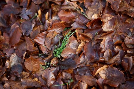 Winter dead leafs on ground macro background high quality