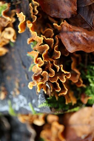 Winter mushroom on wood macro background high qualityの写真素材