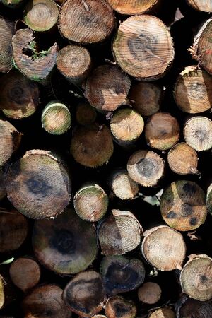 Seasonal cutted trees winter background high quality prints