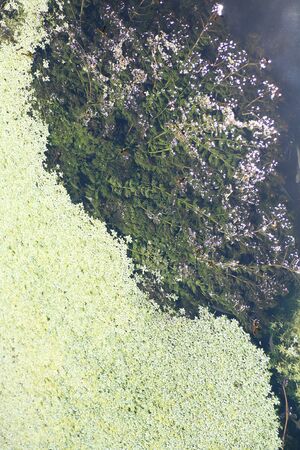 Flowers on water macro background turin italy summer season 