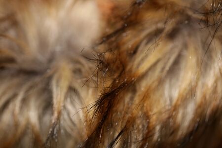 Artificial brown jacket hairs macro background stock photography high quality