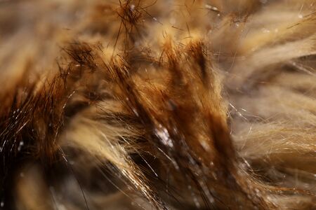 Artificial brown jacket hairs macro background stock photography high qualityの写真素材