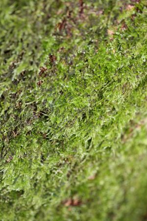 Lichens on tree macro background stock photography high quality
