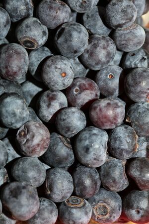 Wild blue berries macro background high qualityの写真素材