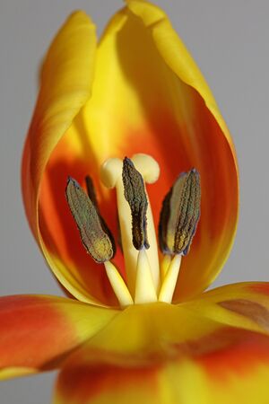Tulipa flower macro background high quality aximensis family liliaceaeの写真素材