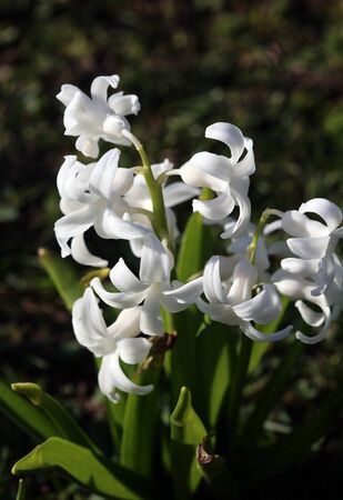 Hyacinthus orientalis flower macro background high quality fifty megapixels asparagaceae familyの写真素材