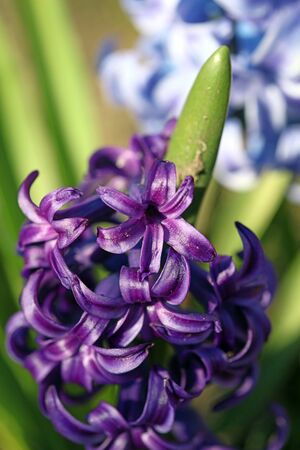 Hyacinthus orientalis flower macro background high quality fifty megapixels asparagaceae familyの写真素材