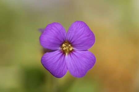 Small purple flower macro background Aubrieta deltoidea family brasicaceaeの写真素材