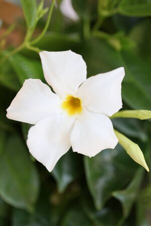 White mandevilla bella flower chilean jasmine family apocynaceae background high quality printsの写真素材