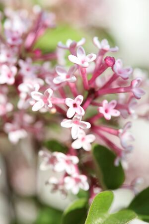 Syringa vulgaris macro summer flower family oleaceae background high quality printの写真素材