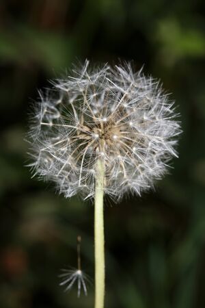Blow ball wild flower dandelium taracaxum asteraceae family modern high quality printの写真素材