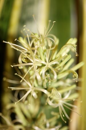 Indoor flower blossom dracaena trifascia snake plant asparagaceae family high quality printの写真素材