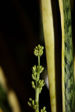 Indoor flower blossom dracaena trifascia snake plant asparagaceae family high quality printの写真素材