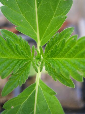 Cannabis medical marihuana creta greece retro background matala 2006 vintage shootの写真素材