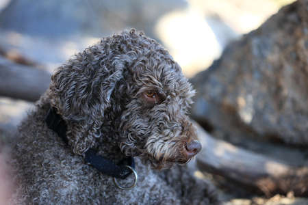 Brown dog portrait close up on the beach lagotto romagnolo truffle hunter crete greece covid-19 season modern high quality printの写真素材
