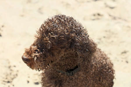 Brown dog portrait close up on the beach lagotto romagnolo truffle hunter crete greece covid-19...