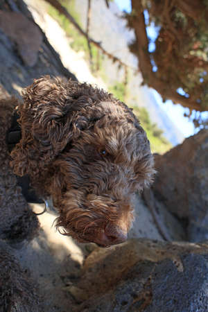 Brown dog portrait close up on the beach lagotto romagnolo truffle hunter crete greece covid-19 season modern high quality printの写真素材