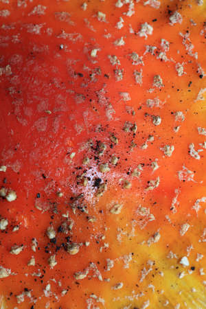 Fly agaric amanita muscaria amanitaceae family psychedelic trip high quality printsの写真素材