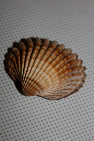 Shell close up modern background high quality print