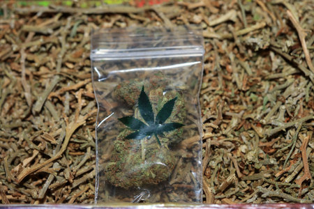 Marihuana super lemon haze in small bug macro fifty megapixels medical cannabis
