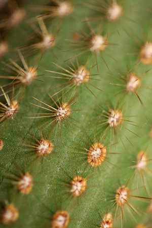 Cactus close up high quality print modern background espostoa guentheri cactaceae familyの写真素材
