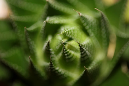Aloe flower close up modern background high quality prints aloe aristata family anthorrhoeaceaeの写真素材