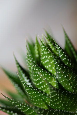 Aloe flower close up modern background high quality prints aloe aristata family anthorrhoeaceaeの写真素材