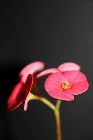 Red flower in blosson close up modern background euphorbia milii family euphorbiaceae high quality printsの写真素材