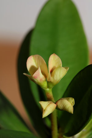 Euphorbia milli flower close up family euphorbiaceae modern background high quality printの写真素材