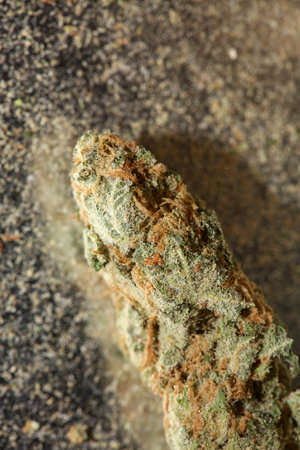 Medical cannabis super lemon haze skank macro modern background high quality print