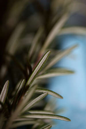 Rosemary aromatic plant Rosmarinus officinalis leaves close up family lamiaceae modern background high quality printの写真素材