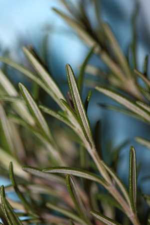 Rosemary aromatic plant Rosmarinus officinalis leaves close up family lamiaceae modern background high quality printの写真素材
