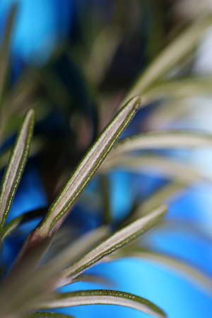 Rosemary flower macro Rosmarinus officinalis leaves close up family lamiaceae modern background high quality printsの写真素材