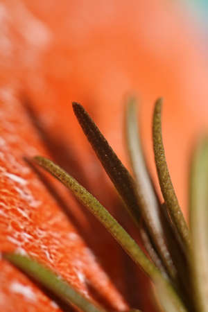 Rosmarinus officinalis leaves close up family lamiaceae modern background high quality printsの写真素材