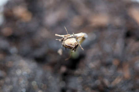 Marihuana plant first leaves cotyledon opening close up modern background high quality prints cannabis sativa super lemon haze botanical use cannabaceae familyの写真素材