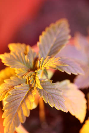 Cannabis flowering first leaves close up modern high quality prints medical marihuana super lemon haze family cannabaceaeの写真素材