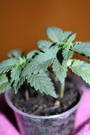 Cannabis flowering first leaves close up modern high quality prints medical marihuana super lemon...