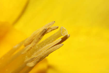 Narcissus flower close up stamens family amaryllidaceae modern background high quality big printの写真素材