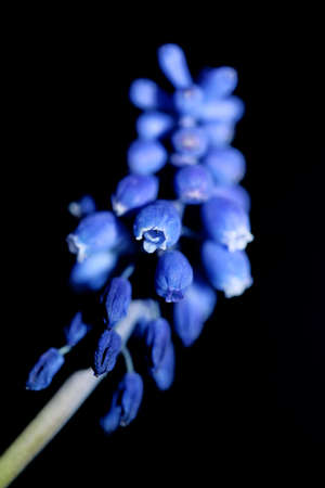 Blue small wild flower macro Muscari neglectum family asparagaceae modern background high quality...