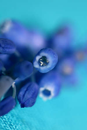 Blue small wild flower macro Muscari neglectum family asparagaceae modern background high quality...