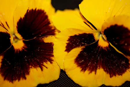 Yellow viola flower family violaceae close up background tripping modern high quality big size printsの写真素材