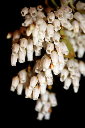 Pieris japonica flower family ericaceae close up background botanical modern high quality big size...