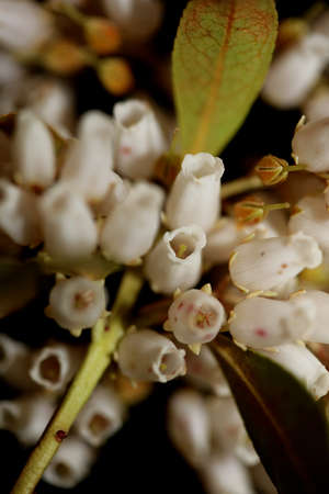 Pieris japonica flower family ericaceae close up background botanical modern high quality big size...