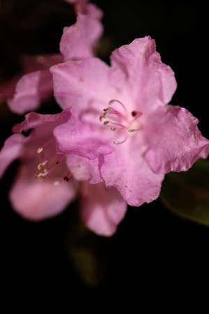 Rhododendron ponticum pink flower blossoming family ericaceae macro background botanical modern high quality big size printの写真素材