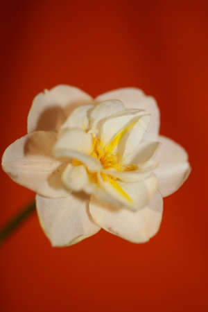 White narcissus dubius flower blossom close up family amaryllidaceae modern background high quality big size printsの写真素材