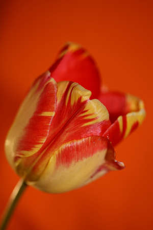 Tulip flower close up background family liliaceae botanical modern high quality big size printsの写真素材