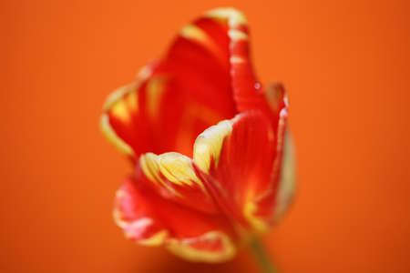 Tulip flower close up background family liliaceae botanical modern high quality big size prints