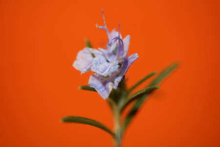 Rosemary flower blossom macro in orange background Rosmarinus officinalis close up family lamiaceae modern high quality big size printsの写真素材