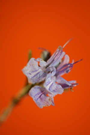 Rosemary flower blossom macro in orange background Rosmarinus officinalis close up family lamiaceae modern high quality big size printsの写真素材