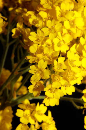 Small yellow bush flower blossom macro botanical background Aurinia saxatilis family brassicaceae modern high quality big size printsの写真素材